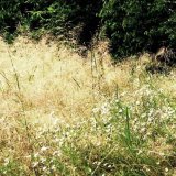 Chundelka metlice neztr&aacute;c&iacute; expanzi a&nbsp;agresivitu