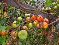 Plíseň rajčete Plíseň rajčete