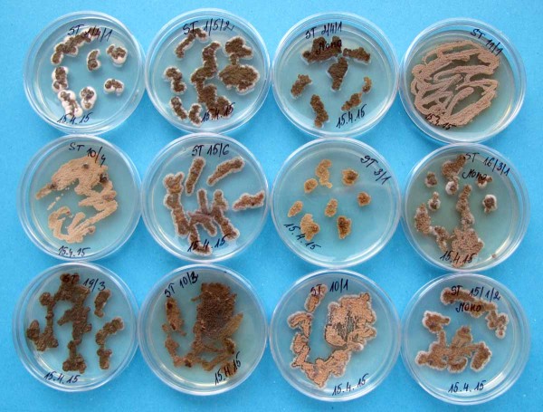 Zymoseptoria tritici (izol&aacute;ty na Petriho misk&aacute;ch), původce septoriov&eacute; skvrnitosti listů p&scaron;enice