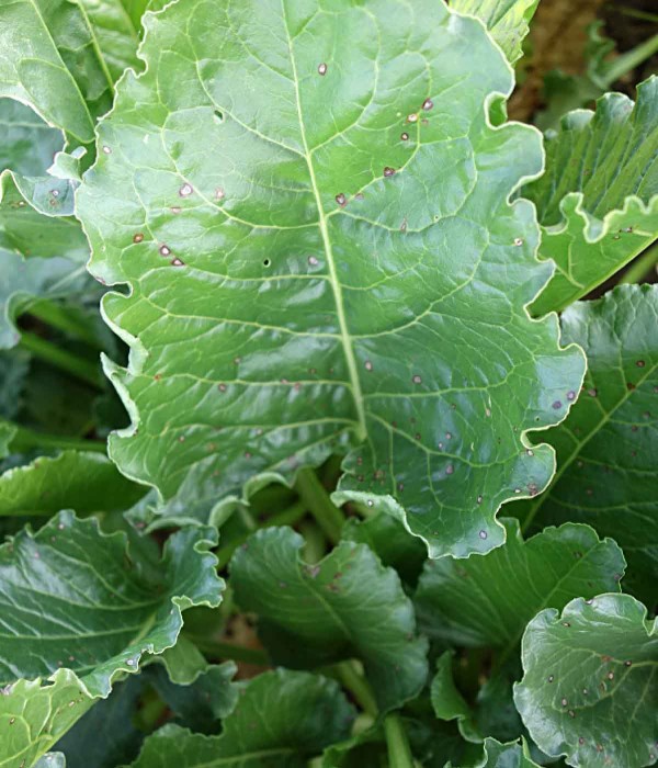 Obr. 2a: Detail listu napaden&eacute;ho Cercospora beticola - poč&aacute;tek v&yacute;skytu