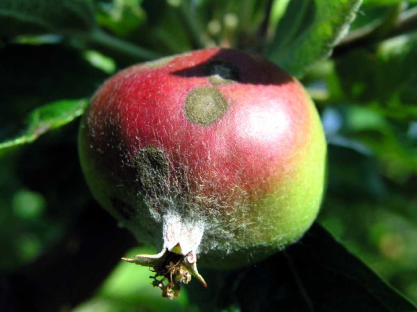 Strupovitost jabloně