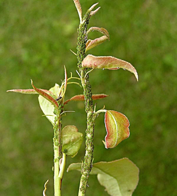 Mšice na hrušni Mšice na hrušni