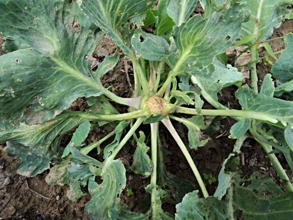 Vyslepnutí (bezsrdéčkovitost) košťálovin Vyslepnutí (bezsrdéčkovitost) košťálovin