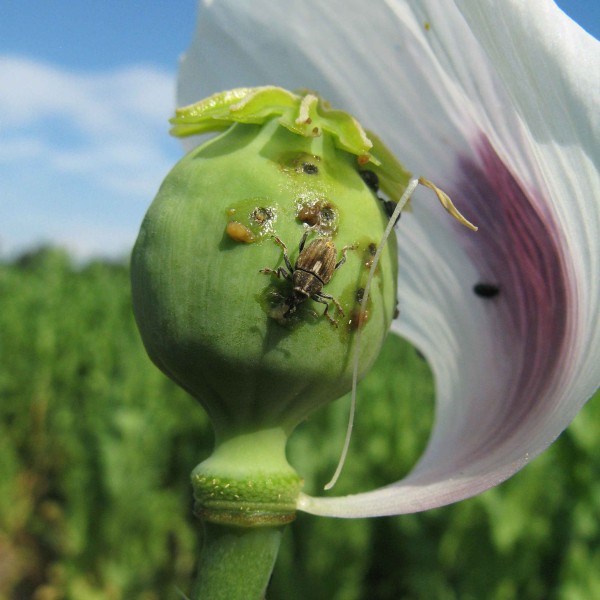 Krytonosec makovicový - brouk Krytonosec makovicový - brouk