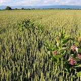 Invázne a expanzívne druhy v podmienkach Slovenska (8): Glejovka americká - klejicha hedvábná (Asclepia syriaca) Invázne a expanzívne druhy v podmienkach Slovenska (8): Glejovka americká - klejicha hedvábná (Asclepia syriaca)