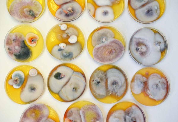 Mykologická analýza Mykologická analýza