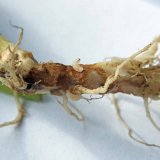 &Scaron;kodcovia kapustov&iacute;n (1): &Scaron;kodcovia po&scaron;kodzuj&uacute;ci korene