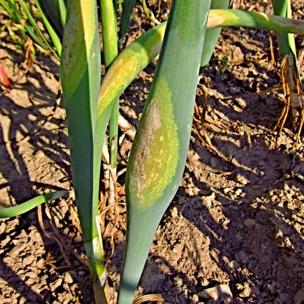 Pl&iacute;seň česnekovit&yacute;ch na cibuli