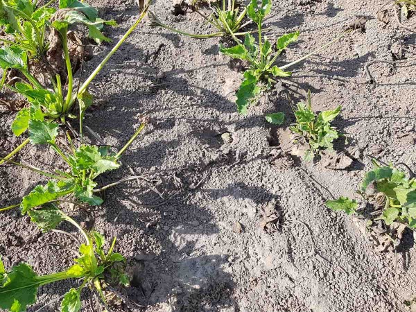 Obr. 14: Silný žír hraboše v porostu cukrovky v září 2019 Obr. 14: Silný žír hraboše v porostu cukrovky v září 2019