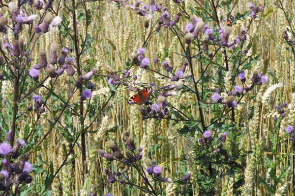 Pch&aacute;č roln&iacute; v&nbsp;p&scaron;enici ozim&eacute;