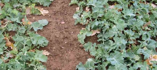 Podzimn&iacute; přihnojen&iacute; řepky dus&iacute;kem za jarn&iacute; ceny