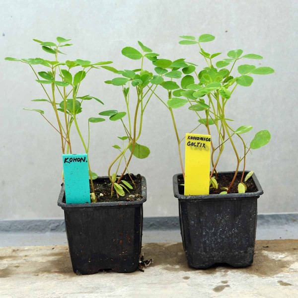 Obr. 4: Komonice b&iacute;l&aacute; o&scaron;etřen&aacute; př&iacute;pravkem Goltix Titan