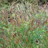 O&scaron;etřen&iacute; semenn&yacute;ch porostů jetelovin a&nbsp;dal&scaron;&iacute;ch p&iacute;cnin: Čičorka pestr&aacute;