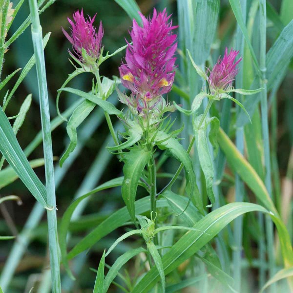 Čern&yacute;&scaron; roln&iacute;