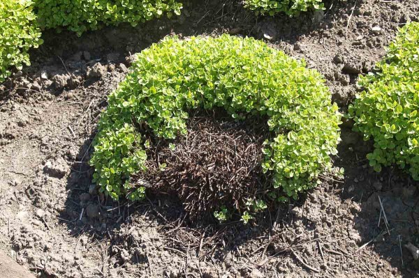 Po&scaron;kozen&iacute; způsoben&eacute; půdn&iacute;mi houbami