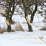 Co je&scaron;tě udělat, než přijde zima - zahrada před zimou