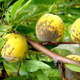 Zhodnocen&iacute; ochrany zahrad, sadů a&nbsp;vinic na středn&iacute; Moravě za rok 2017