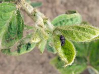 Housenka babočky bodl&aacute;kov&eacute; na s&oacute;ji