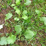 Aktu&aacute;ln&iacute; přehled ochrany poln&iacute;ch plodin - srpen a&nbsp;z&aacute;ř&iacute; 2018