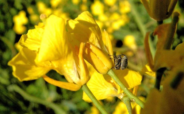 Krytonosec šešulový Krytonosec šešulový