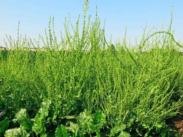 Porost cukrovky s&nbsp;velmi siln&yacute;m v&yacute;skytem pleveln&eacute; řepy