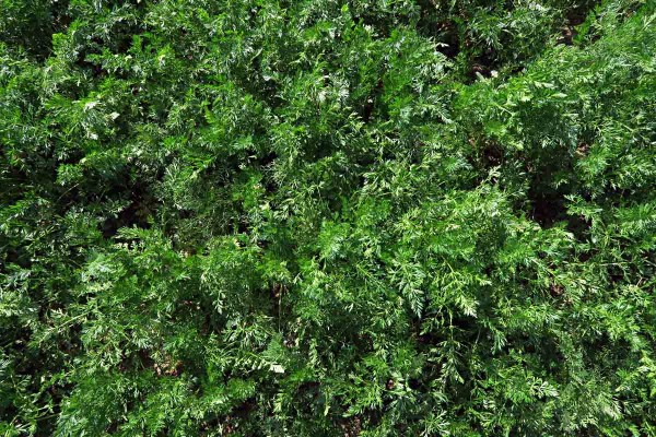 Předpokladem dobr&eacute;ho v&yacute;nosu je zdrav&yacute; km&iacute;n