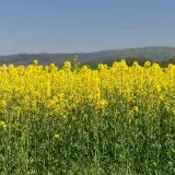 Žlut&aacute; a&nbsp;zelen&aacute; - to je Propulse