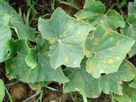 Plíseň dýňovitých (plíseň okurková) Plíseň dýňovitých (plíseň okurková)