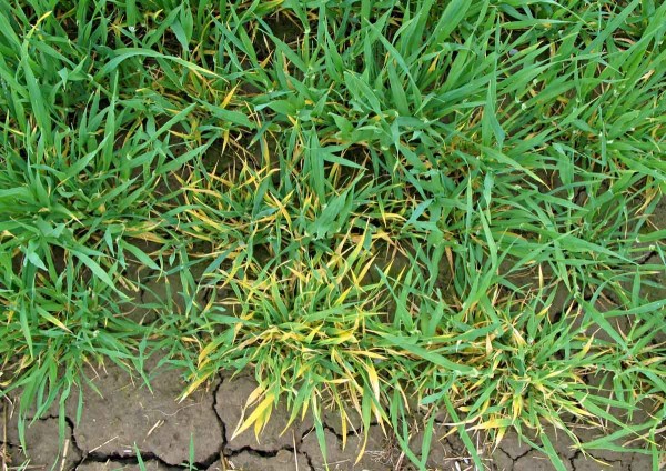 Př&iacute;znaky virov&yacute;ch zakrslost&iacute; se vět&scaron;inou projev&iacute; až na jaře