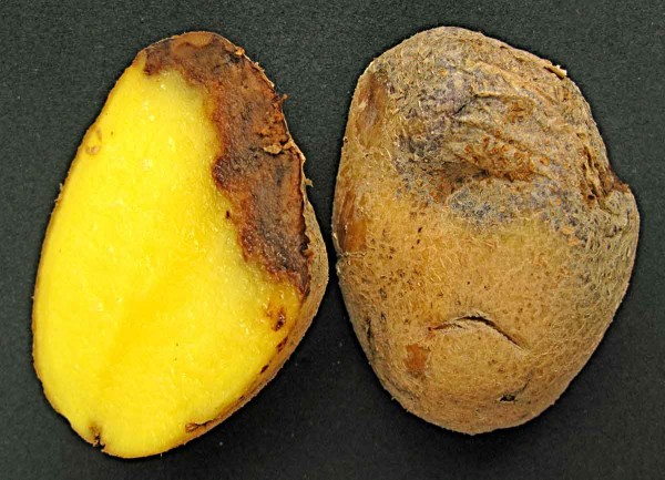 Plíseň bramboru na hlízách Plíseň bramboru na hlízách