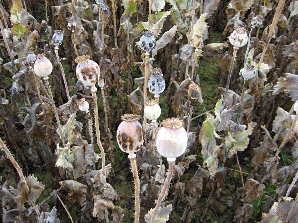 Poškození máku krytonoscem makovicovým na Opavsku Poškození máku krytonoscem makovicovým na Opavsku