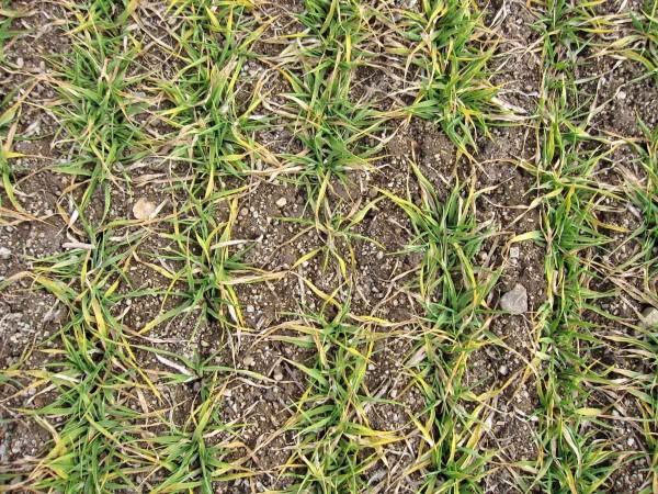 Obr. 1b: Zežloutnut&iacute; listů p&scaron;enice v&nbsp;březnu 2018 po rann&iacute;ch mrazech a&nbsp;siln&eacute;m slunečn&iacute;m z&aacute;řen&iacute;