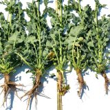 Prípravky Galleko® a ich prínos pri pestovaní repky ozimnej Prípravky Galleko® a ich prínos pri pestovaní repky ozimnej