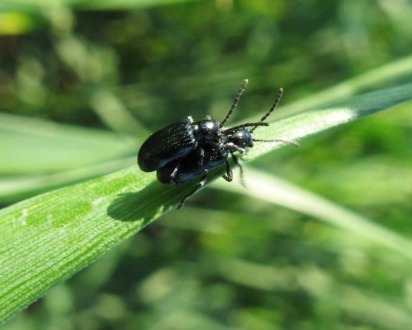 Kohoutek modrý Kohoutek modrý