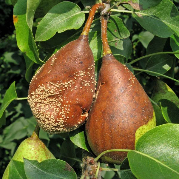 Moniliniová hniloba na hrušce Moniliniová hniloba na hrušce