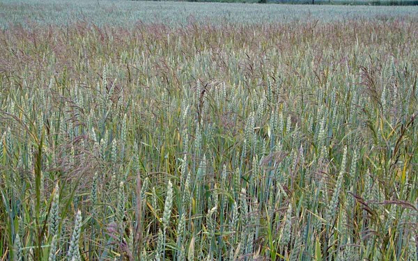 Obr. 1: S&nbsp;poč&aacute;tkem met&aacute;n&iacute; (obvykle v&nbsp;prvn&iacute; polovině června) zač&iacute;n&aacute; chundelka metlice přerůstat obilninu