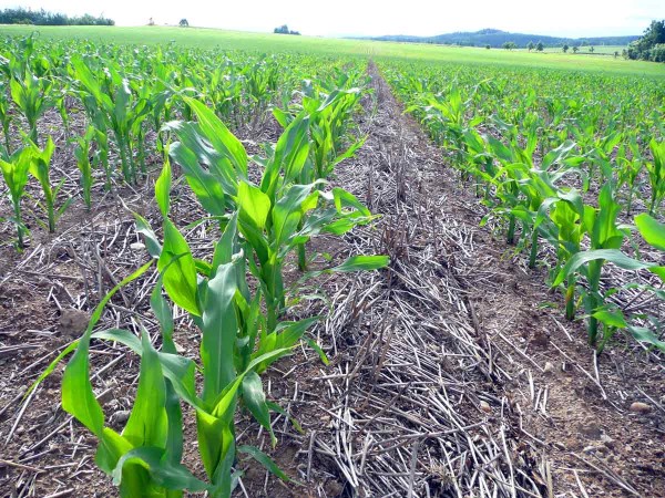 Kukuřice v&nbsp;p&aacute;sech po ozim&eacute; obilnině