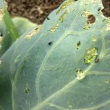 &Scaron;kodcovia kapustov&iacute;n (2): &Scaron;kodcovia po&scaron;kodzuj&uacute;ci mlad&eacute; vzch&aacute;dzaj&uacute;ce rastliny