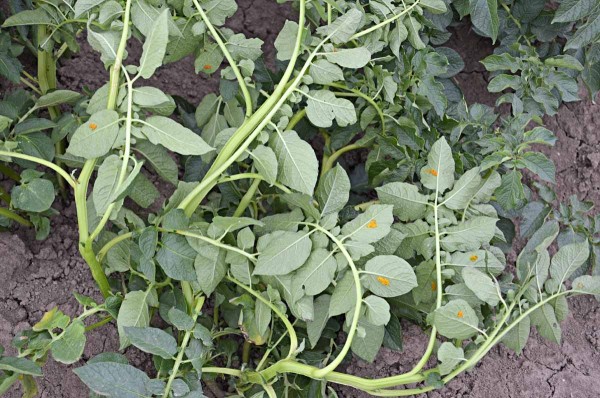 Bramborový trs s koloniemi vajíček mandelinky Bramborový trs s koloniemi vajíček mandelinky