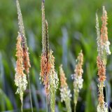 Atlantis Star - nov&aacute; hvězda v&nbsp;oblasti ochrany nejenom proti tr&aacute;vovit&yacute;m plevelům