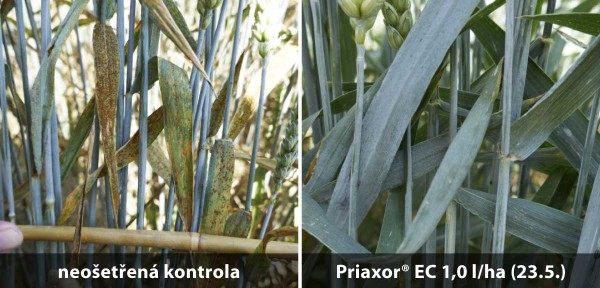 Stav porostu ozimé pšenice 18. 6. 2018, odrůda Matchball, Dolní Bukovsko Stav porostu ozimé pšenice 18. 6. 2018, odrůda Matchball, Dolní Bukovsko