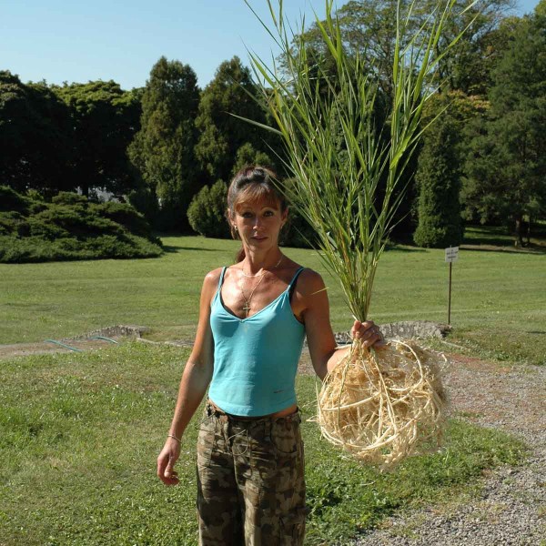 Rostlina r&aacute;kosu 4 měs&iacute;ce star&aacute;