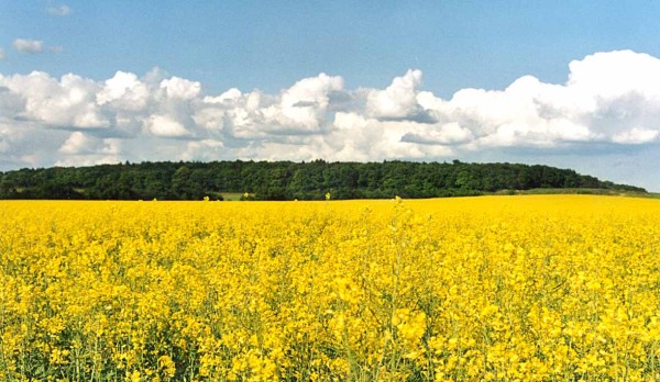 Ozim&aacute; řepka m&aacute; vysokou konkurenčn&iacute; schopnost vůči plevelům