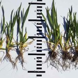 Galleko® - riešenie pre ozimné pšenice a jačmene Galleko® - riešenie pre ozimné pšenice a jačmene