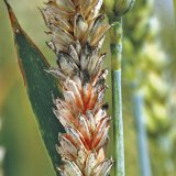 Fuzária a ochrana klasů Fuzária a ochrana klasů