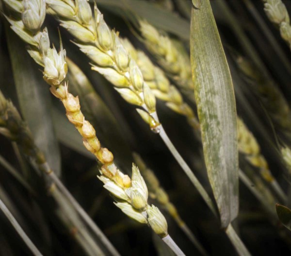 Po&scaron;kozen&iacute; klasu p&scaron;enice mrazem ve f&aacute;zi sloupkov&aacute;n&iacute;