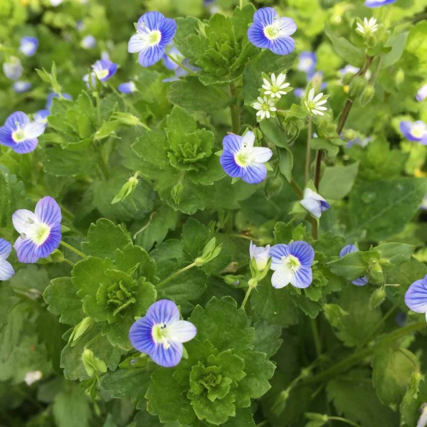 Rozrazil persk&yacute; (Veronica persica) je zdom&aacute;cněl&yacute; neofyt a&nbsp;velmi běžn&yacute; plevel