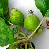 Aktu&aacute;ln&iacute; přehled ochrany zahrad, sadů a&nbsp;vinic - duben a&nbsp;květen 2021