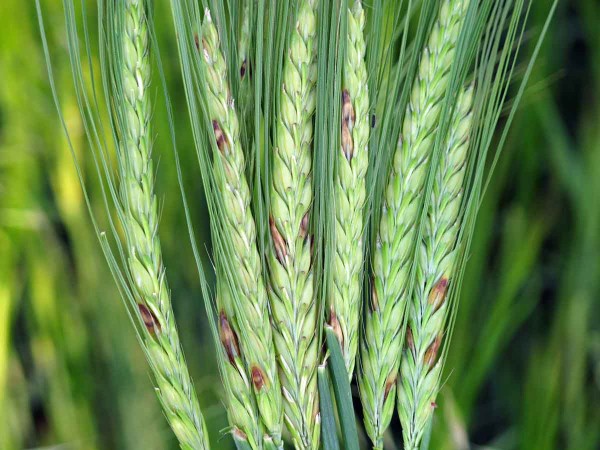 M&aacute;lo zn&aacute;ma hned&aacute; kl&aacute;skov&aacute; fuzari&oacute;za jačmeňa