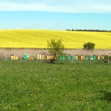 Praktický pohled na ochranu včel v intenzivním zemědělství po novele vyhlášky Praktický pohled na ochranu včel v intenzivním zemědělství po novele vyhlášky